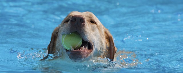 Afbeelding van een hond in het zwembad met een tennisbal in zijn bek.